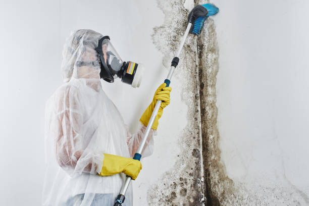 Best Affordable Mold Removal  in Moose Wilson Road, WY