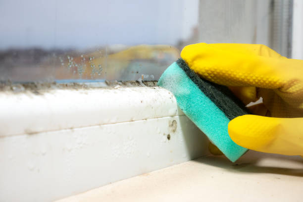 Best Mold Cleaning Services  in Moose Wilson Road, WY