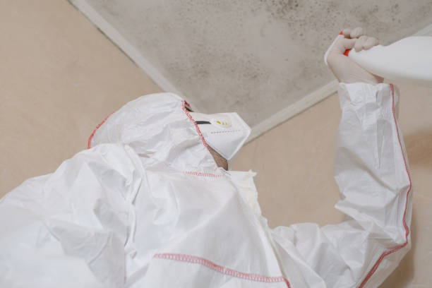 Best Local Mold Removal Service  in Moose Wilson Road, WY