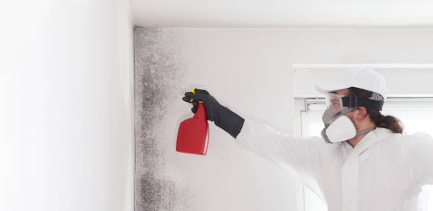 Best Home Mold Removal  in Moose Wilson Road, WY