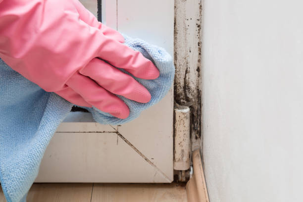 Best Commercial Mold Removal  in Moose Wilson Road, WY