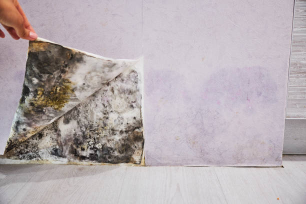 Best Office Mold Removal Services  in Moose Wilson Road, WY